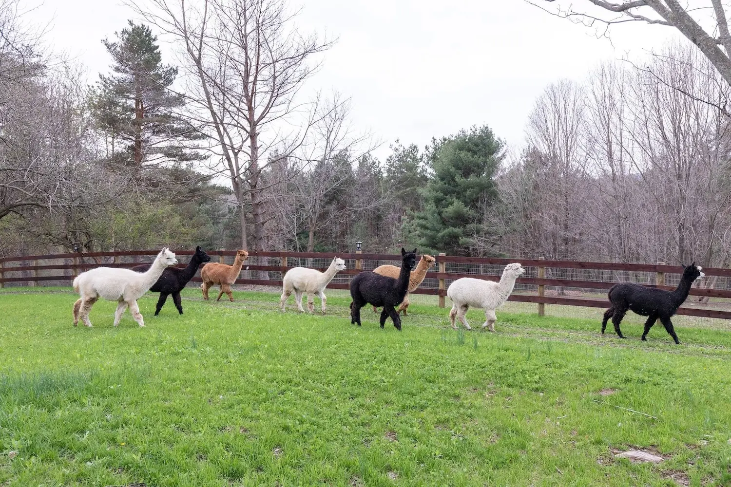 Alpacas grazing in a fenced field at Alpaca Farmhouse