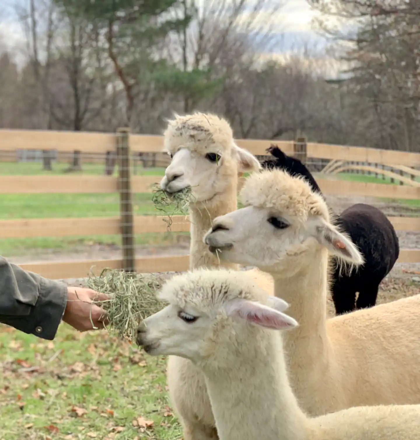 Three alpacas being fed at a fence